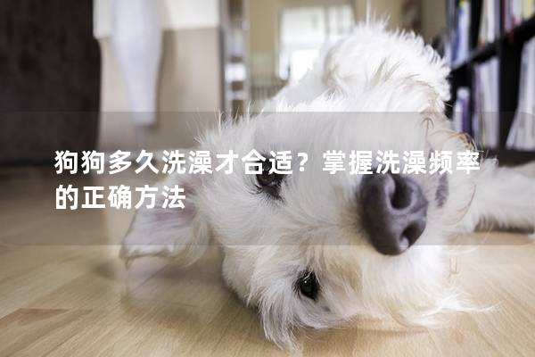 狗狗多久洗澡才合适？掌握洗澡频率的正确方法