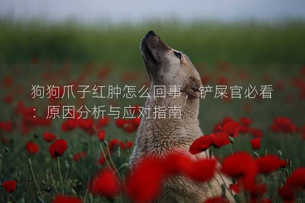 狗狗爪子红肿怎么回事，铲屎官必看：原因分析与应对指南