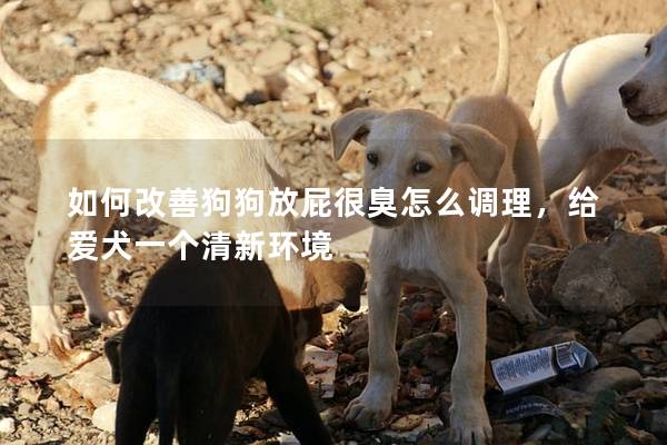 如何改善狗狗放屁很臭怎么调理，给爱犬一个清新环境