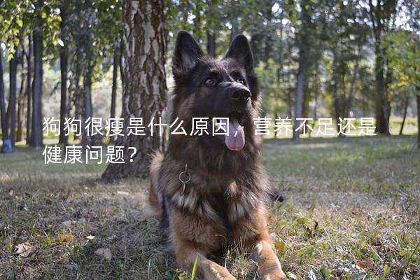狗狗很瘦是什么原因，营养不足还是健康问题？