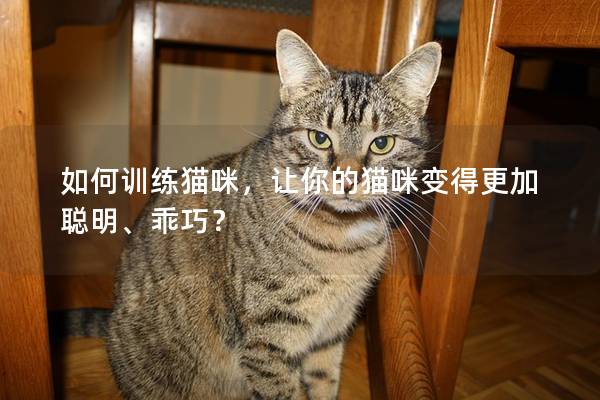 如何训练猫咪，让你的猫咪变得更加聪明、乖巧？