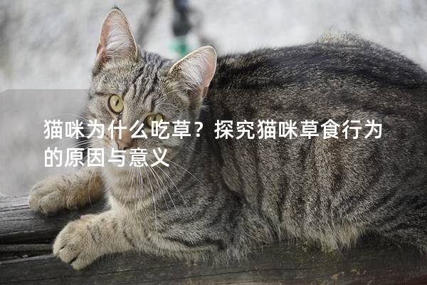 猫咪为什么吃草？探究猫咪草食行为的原因与意义