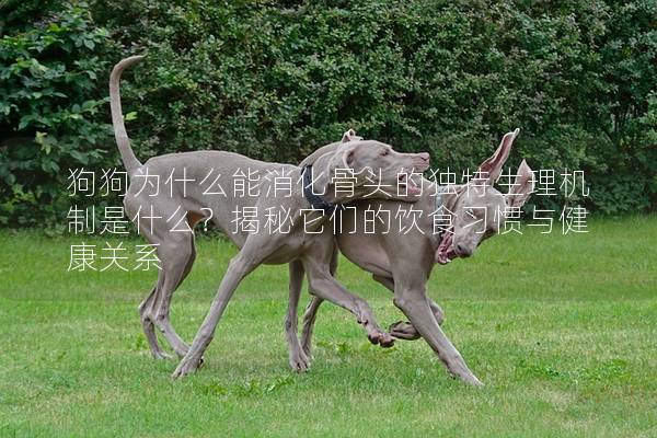 狗狗为什么能消化骨头的独特生理机制是什么？揭秘它们的饮食习惯与健康关系