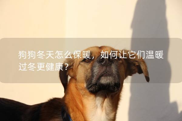 狗狗冬天怎么保暖，如何让它们温暖过冬更健康？