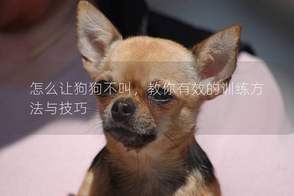 怎么让狗狗不叫，教你有效的训练方法与技巧