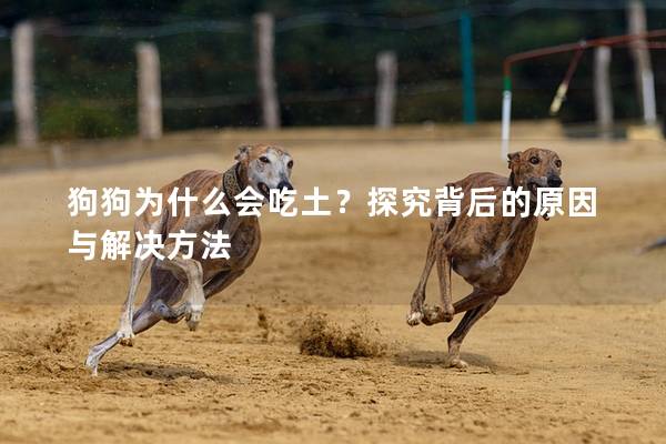 狗狗为什么会吃土？探究背后的原因与解决方法