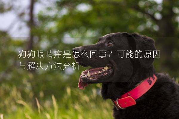 狗狗眼睛痒是怎么回事？可能的原因与解决方法分析