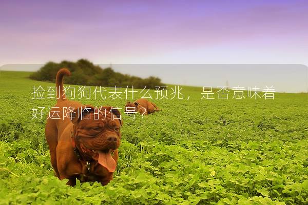 捡到狗狗代表什么预兆，是否意味着好运降临的信号？