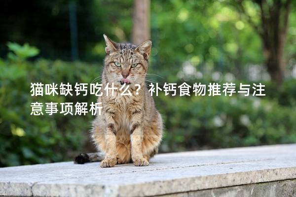 猫咪缺钙吃什么？补钙食物推荐与注意事项解析