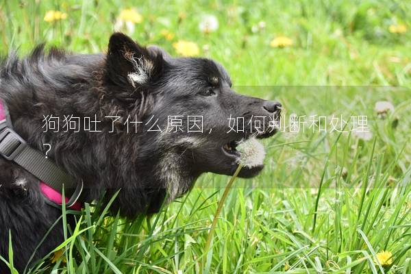 狗狗吐了什么原因，如何判断和处理？