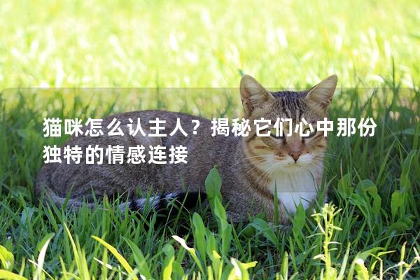 猫咪怎么认主人？揭秘它们心中那份独特的情感连接