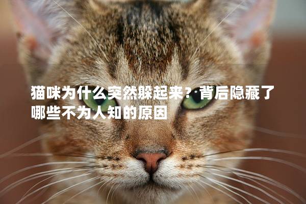 猫咪为什么突然躲起来？背后隐藏了哪些不为人知的原因