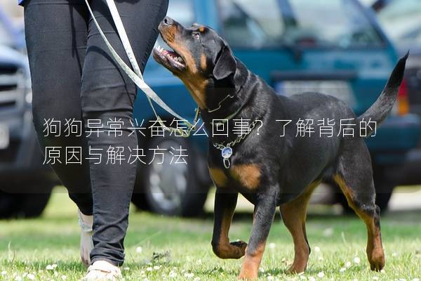 狗狗异常兴奋怎么回事？了解背后的原因与解决方法