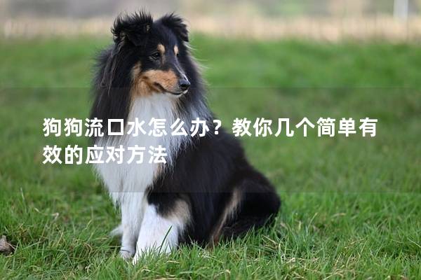 狗狗流口水怎么办？教你几个简单有效的应对方法