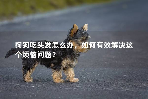 狗狗吃头发怎么办，如何有效解决这个烦恼问题？