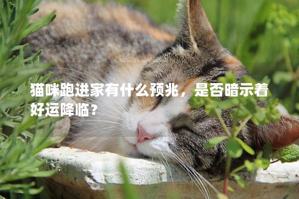 猫咪跑进家有什么预兆，是否暗示着好运降临？
