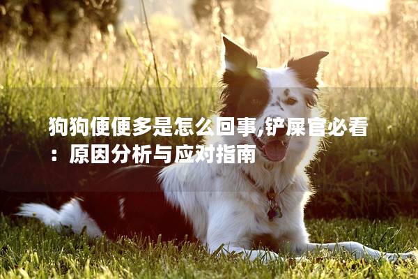 狗狗便便多是怎么回事,铲屎官必看：原因分析与应对指南