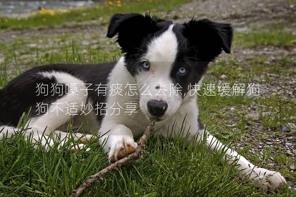 狗狗嗓子有痰怎么去除,快速缓解狗狗不适妙招分享