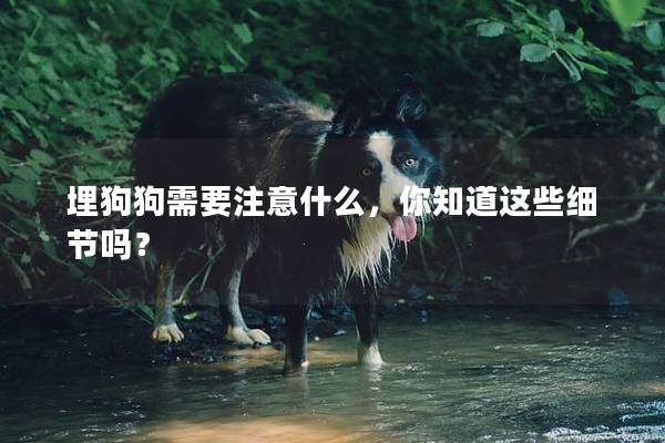 埋狗狗需要注意什么，你知道这些细节吗？