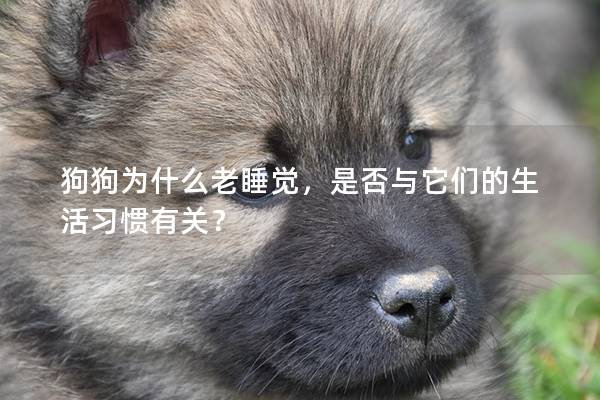 狗狗为什么老睡觉，是否与它们的生活习惯有关？