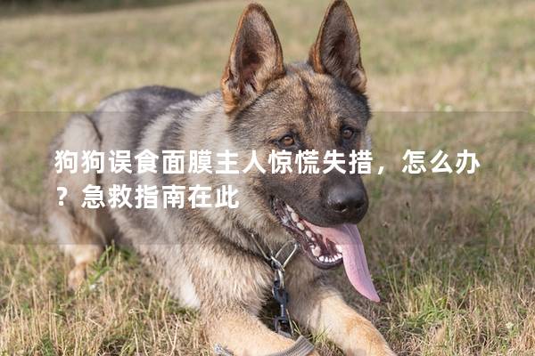 狗狗误食面膜主人惊慌失措，怎么办？急救指南在此