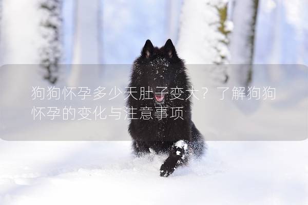 狗狗怀孕多少天肚子变大？了解狗狗怀孕的变化与注意事项