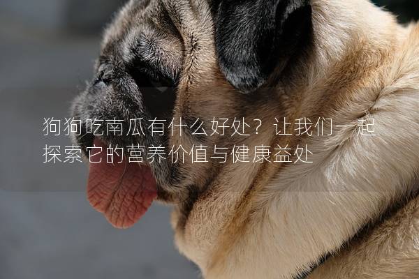 狗狗吃南瓜有什么好处？让我们一起探索它的营养价值与健康益处