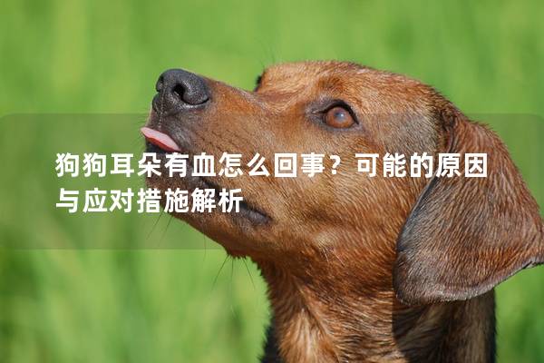狗狗耳朵有血怎么回事？可能的原因与应对措施解析