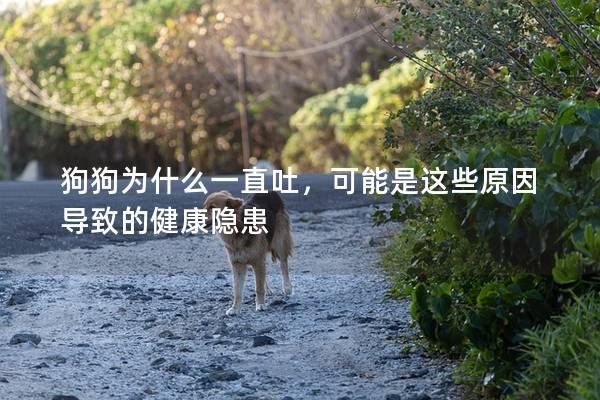 狗狗为什么一直吐，可能是这些原因导致的健康隐患
