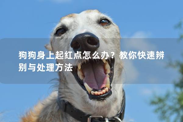 狗狗身上起红点怎么办？教你快速辨别与处理方法