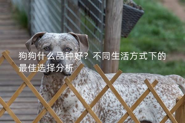 狗狗什么品种好？不同生活方式下的最佳选择分析