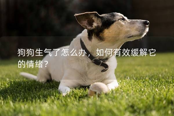 狗狗生气了怎么办，如何有效缓解它的情绪？