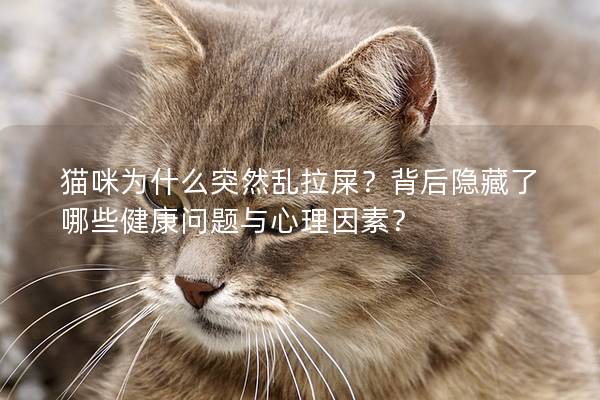 猫咪为什么突然乱拉屎？背后隐藏了哪些健康问题与心理因素？