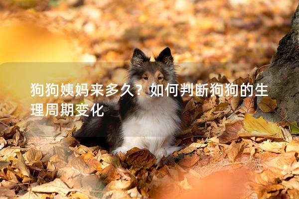 狗狗姨妈来多久？如何判断狗狗的生理周期变化