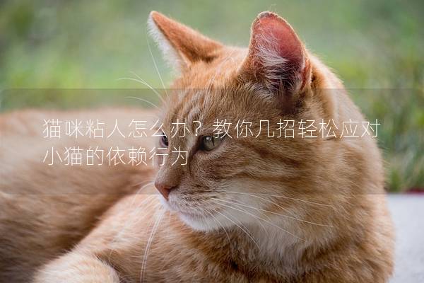 猫咪粘人怎么办？教你几招轻松应对小猫的依赖行为