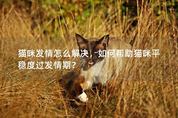 猫咪发情怎么解决，如何帮助猫咪平稳度过发情期？
