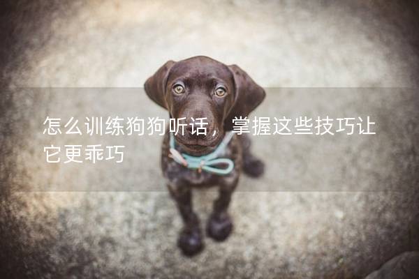 怎么训练狗狗听话，掌握这些技巧让它更乖巧