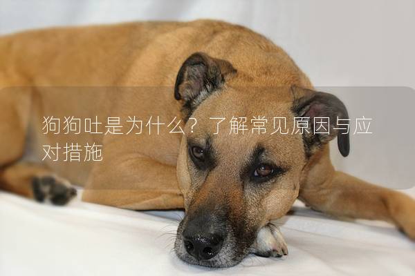 狗狗吐是为什么？了解常见原因与应对措施
