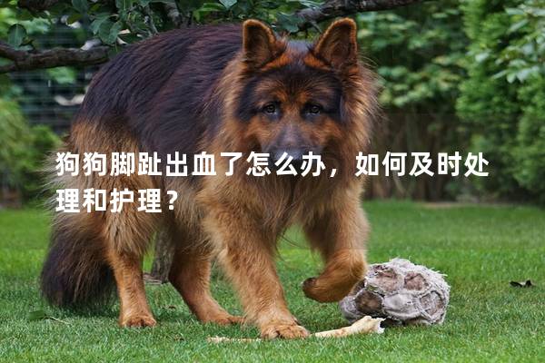 狗狗脚趾出血了怎么办，如何及时处理和护理？