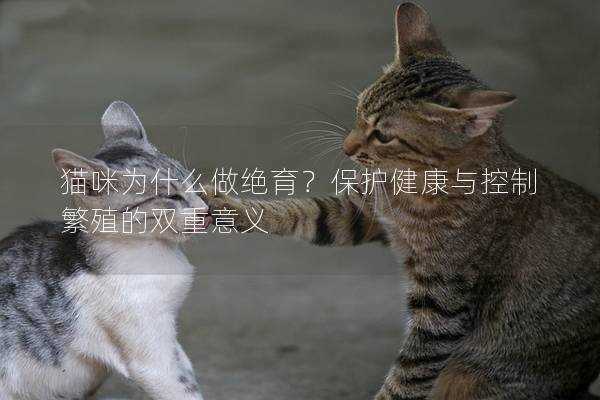 猫咪为什么做绝育？保护健康与控制繁殖的双重意义