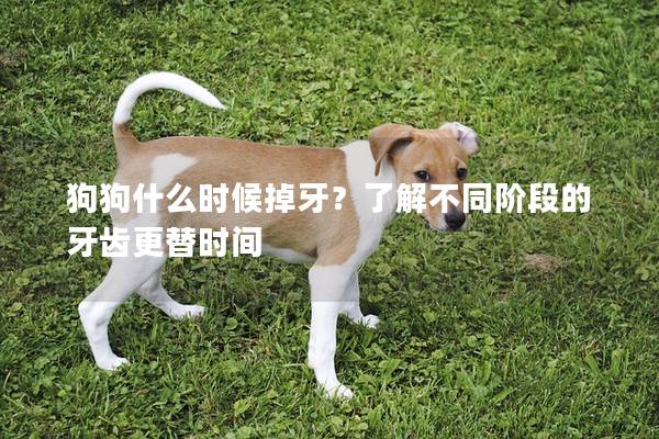 狗狗什么时候掉牙？了解不同阶段的牙齿更替时间