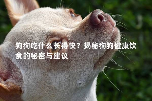 狗狗吃什么长得快？揭秘狗狗健康饮食的秘密与建议
