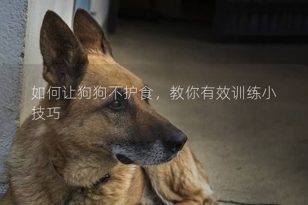 如何让狗狗不护食，教你有效训练小技巧