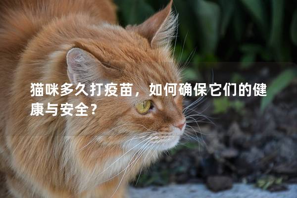 猫咪多久打疫苗，如何确保它们的健康与安全？