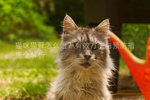猫咪猫藓怎么治？有效方法与预防措施全解析