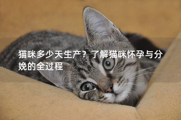 猫咪多少天生产？了解猫咪怀孕与分娩的全过程