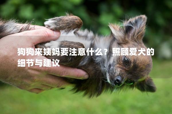 狗狗来姨妈要注意什么？照顾爱犬的细节与建议