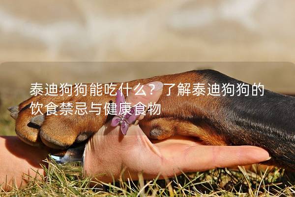 泰迪狗狗能吃什么？了解泰迪狗狗的饮食禁忌与健康食物