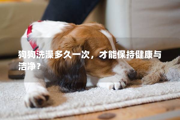 狗狗洗澡多久一次，才能保持健康与洁净？