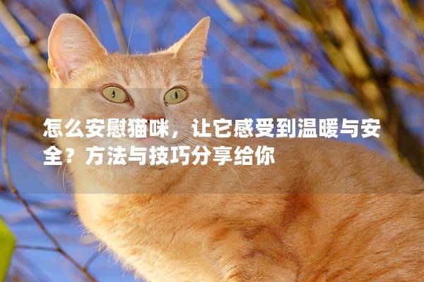 怎么安慰猫咪，让它感受到温暖与安全？方法与技巧分享给你